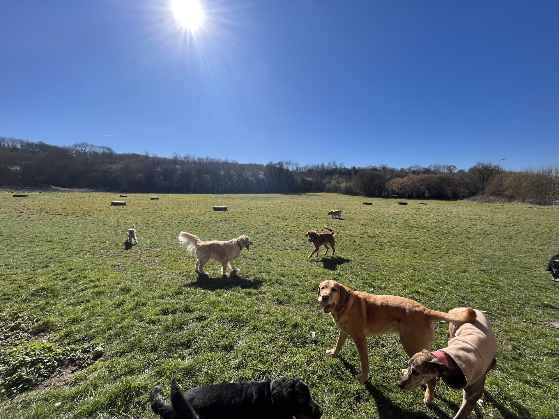 Dogs in our 3 acre private field