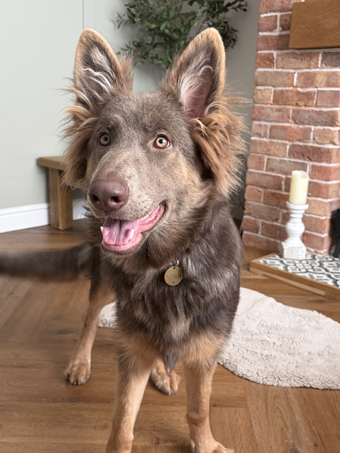 Mika, one of the dogs in our care