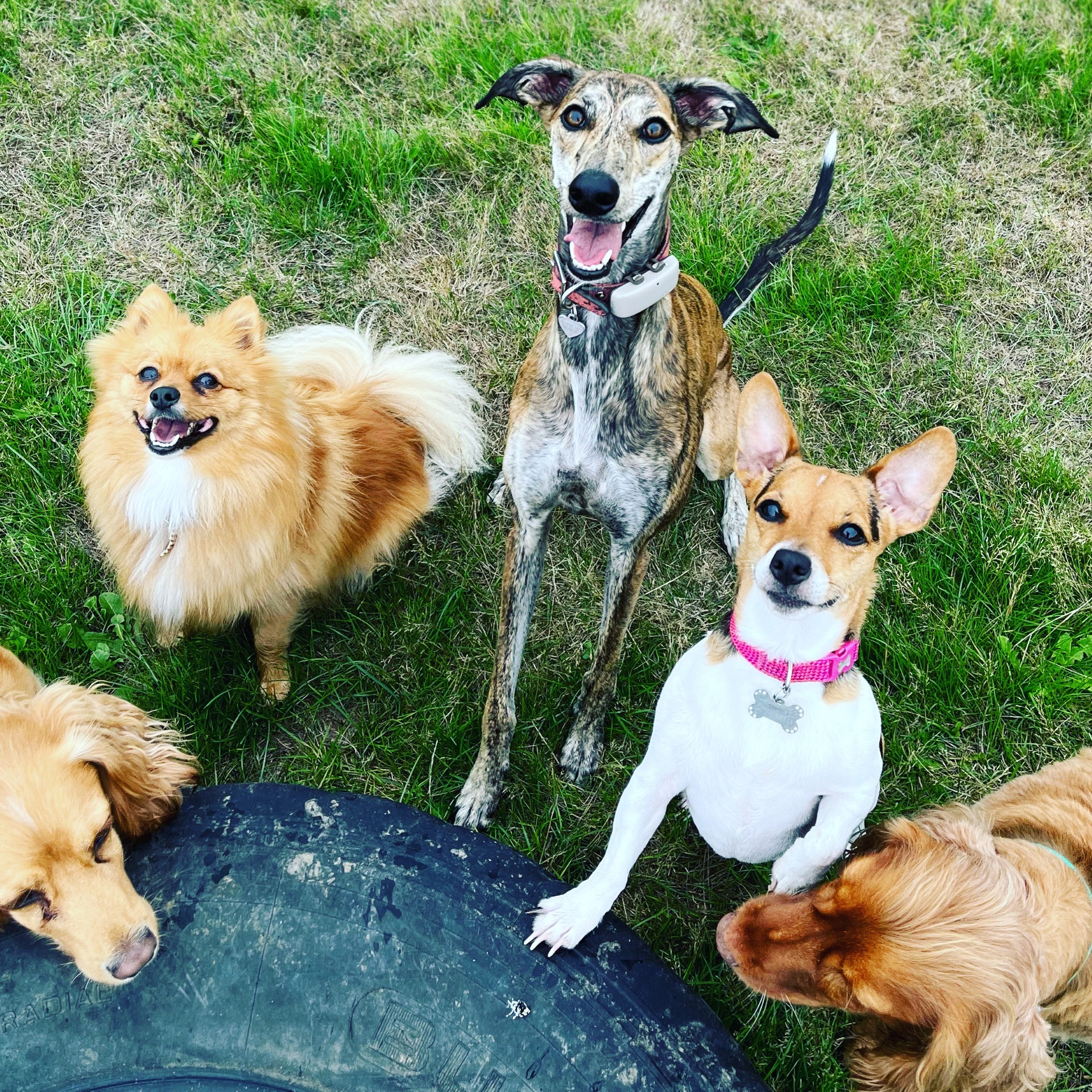 Dogs playing in the field