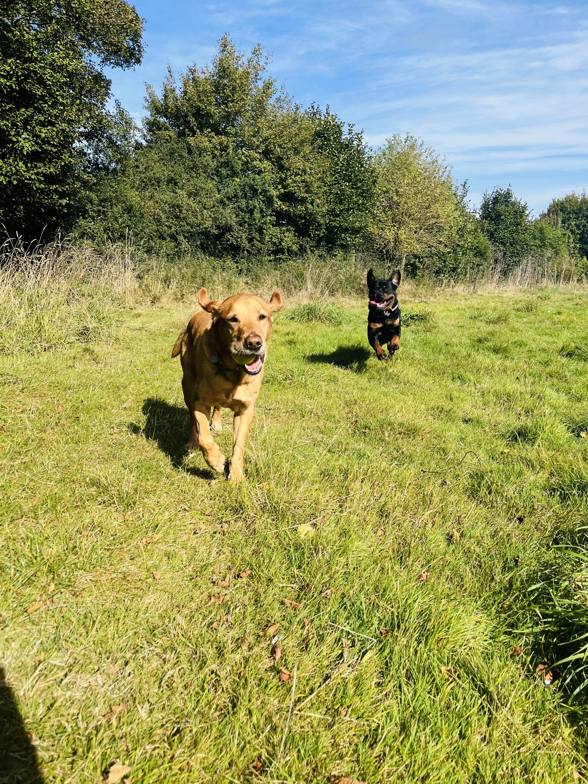 Dogs running and playing